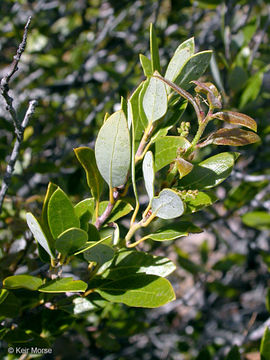 Image of Huckleberry Oak