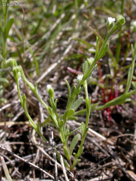 Plancia ëd Pectocarya pusilla (A. DC.) A. Gray