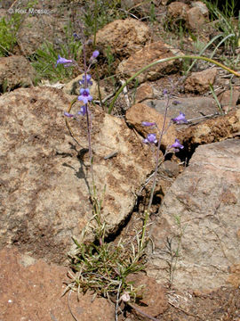 Image of Roezl's penstemon