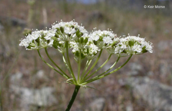 Image of Oregon yampah