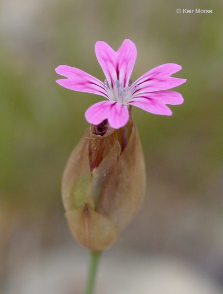 صورة Petrorhagia dubia (Raf.) G. López González & Á. M. Romo