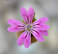 صورة Petrorhagia dubia (Raf.) G. López González & Á. M. Romo