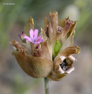 صورة Petrorhagia dubia (Raf.) G. López González & Á. M. Romo