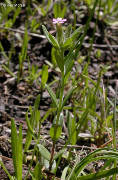 Image of slender phlox