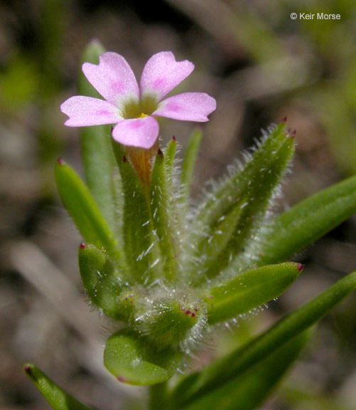 Image of slender phlox