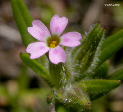 Image of slender phlox