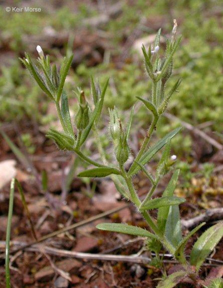 Image of slender phlox