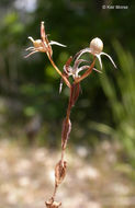 Image of slender phlox