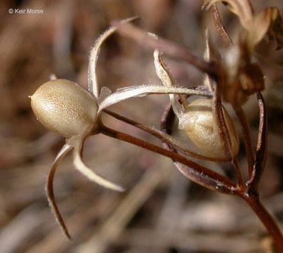 Image of slender phlox