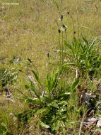 Image of Ribwort Plantain