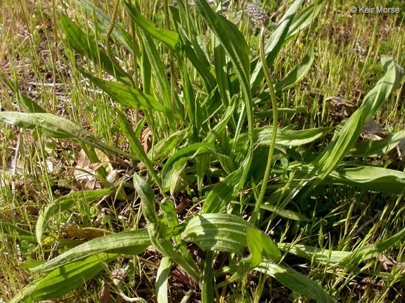 Image of Ribwort Plantain