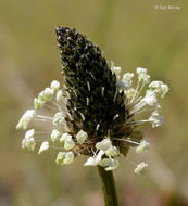 Image of Ribwort Plantain