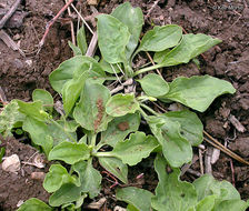 Image of Broadleaf Plantain