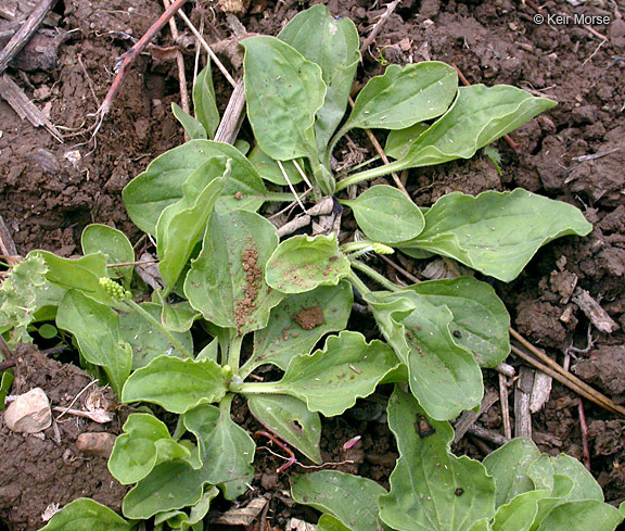 Image of Broadleaf Plantain