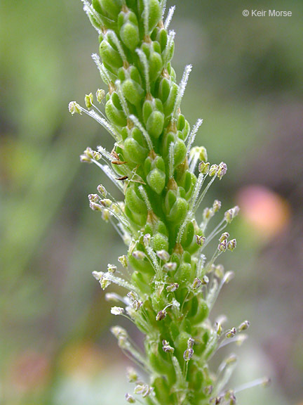 Image of Broadleaf Plantain