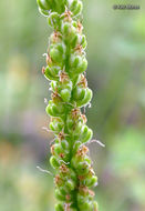 Image of Broadleaf Plantain