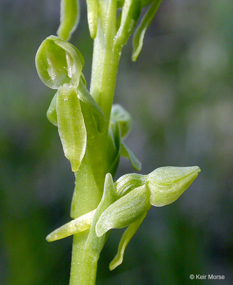 Image of Canyon Bog Orchid