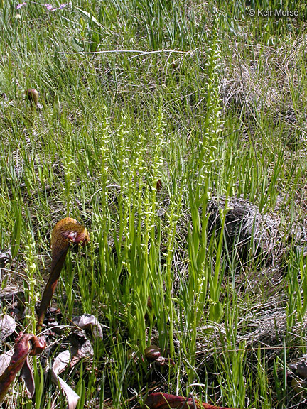 Image of Canyon Bog Orchid