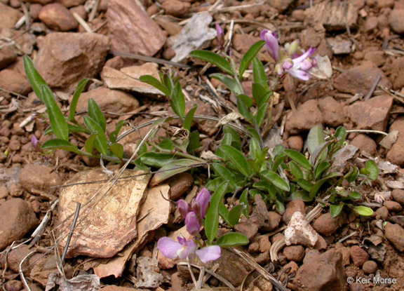 Image of <i>Polygala californica</i>