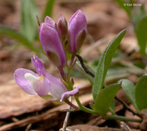 Image of <i>Polygala californica</i>