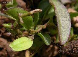 Image of <i>Polygala californica</i>