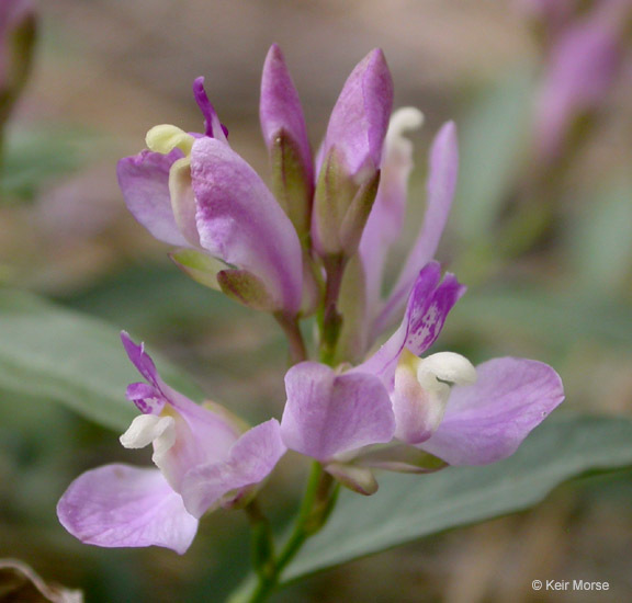 Image of <i>Polygala californica</i>