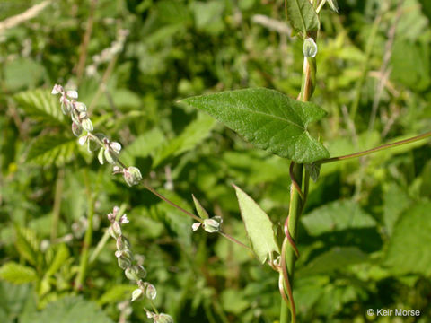 صورة Fallopia convolvulus (L.) A. Löve