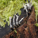 Xylaria hypoxylon (L.) Grev. 1824 resmi