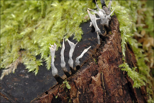 Image of Candle-snuff Fungus