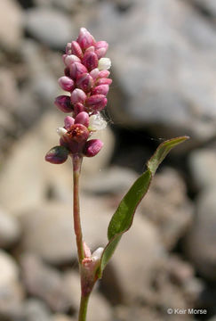 Imagem de Persicaria maculosa S. F. Gray