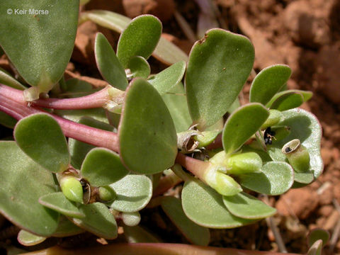 Image of common purslane