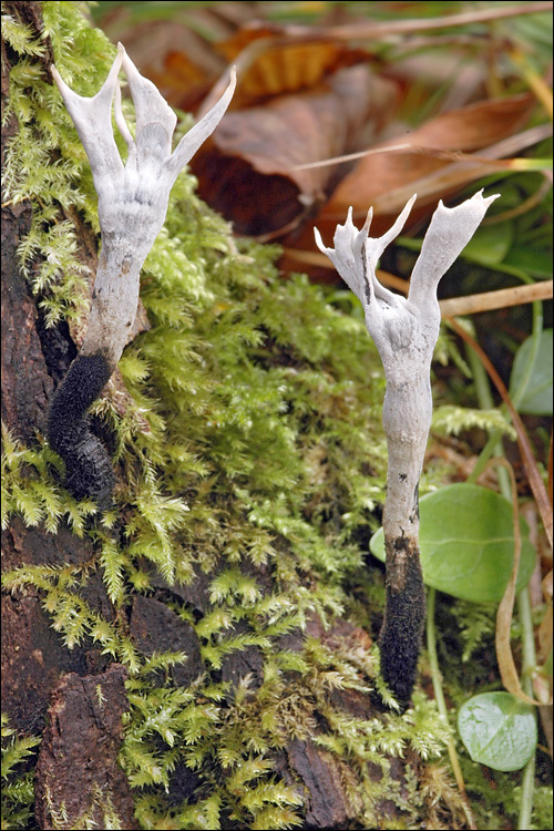 Image of Candle-snuff Fungus