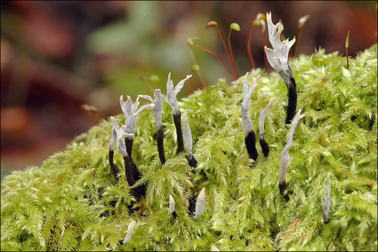 Image of Candle-snuff Fungus