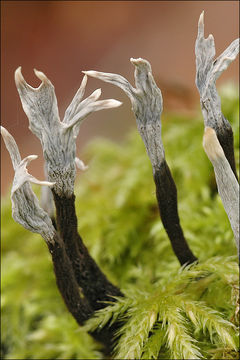 Image of Candle-snuff Fungus