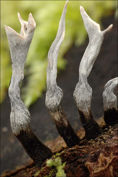 Imagem de Xylaria hypoxylon (L.) Grev. 1824