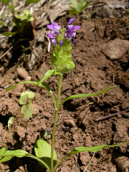 صورة Prunella vulgaris subsp. lanceolata (W. P. C. Barton) Piper & Beattie