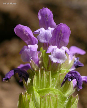 Prunella vulgaris subsp. lanceolata (W. P. C. Barton) Piper & Beattie resmi