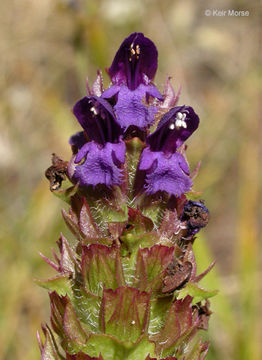 Image of lance selfheal