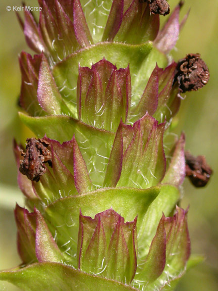 صورة Prunella vulgaris subsp. lanceolata (W. P. C. Barton) Piper & Beattie