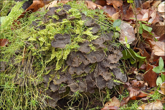 Image of felt lichen