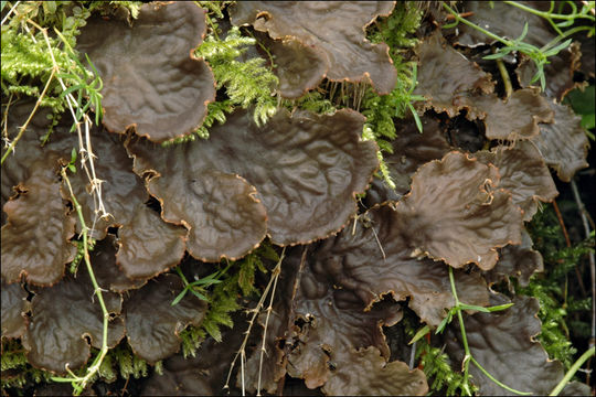 Image of felt lichen