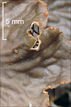 Plancia ëd Peltigera praetextata (Flörke ex Sommerf.) Zopf