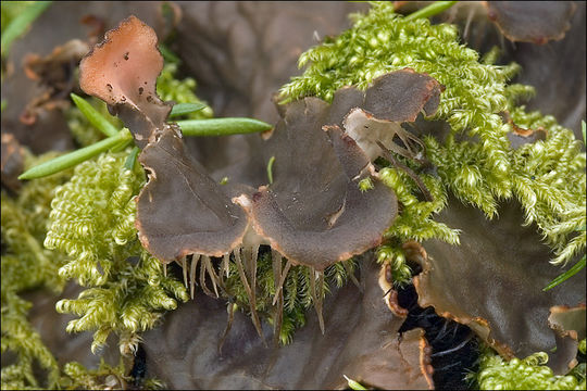 Image of felt lichen