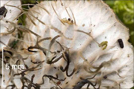 Image of felt lichen