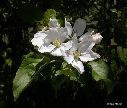 Image of paradise apple