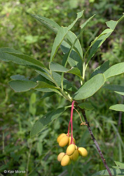 Oemleria cerasiformis (W. L Hooker & Arnott) Landon的圖片