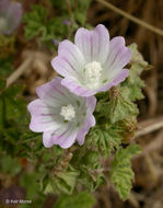 Image of common mallow