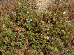 Image of common mallow