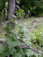 Image of Ole-man-in-the-ground