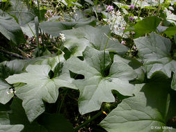 Image of Ole-man-in-the-ground